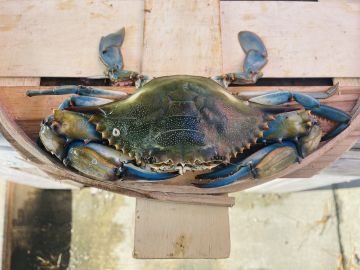 Jumbo Male Live Blue Crabs