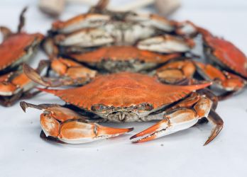 Jumbo Female Hard Crabs